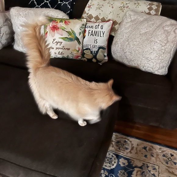 Meet your Posher, Kelsey - Picture 11 of 13